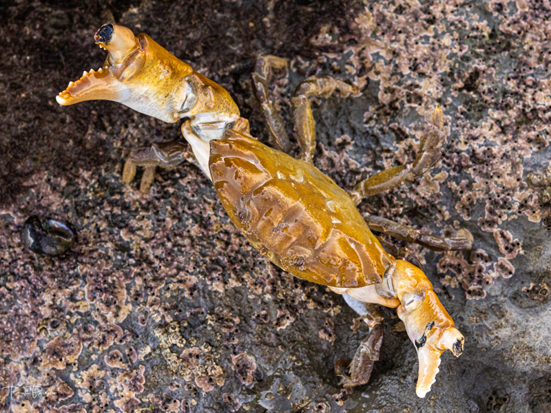 Furrowed Crab (Maja brachydactyla) 